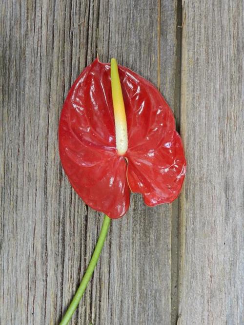 RED ANTHURIUM